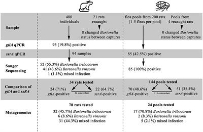 When the Sum of the Parts Tells You More Than the Whole: The Advantage of Using Metagenomics to Characterize Bartonella spp. Infections in Norway Rats (Rattus norvegicus) and Their Fleas